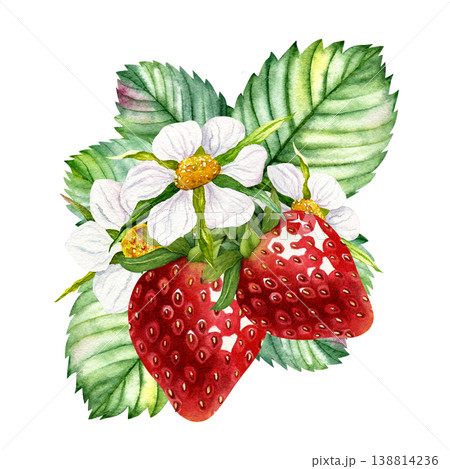 Watercolor strawberries with flowers and green leaves composition, hand painted ripe berries and blossom isolated on white background, botanical garden clipart for packaging, labels and food design 138814236