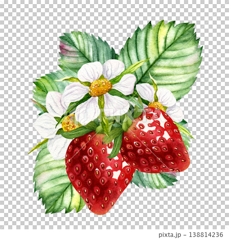 Watercolor strawberries with flowers and green leaves composition, hand painted ripe berries and blossom isolated on white background, botanical garden clipart for packaging, labels and food design 138814236
