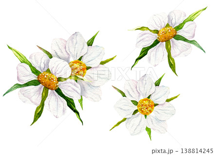 Watercolor strawberry blossom set with hand painted botanical flowers isolated as separate elements, delicate floral collection for textile, packaging, wallpaper, and surface design projects Watercolor strawberry blossom set with hand painted botanical flowers isolated as separate elements, delicate floral collection for textile, packaging, wallpaper, and surface design projects 138814245
