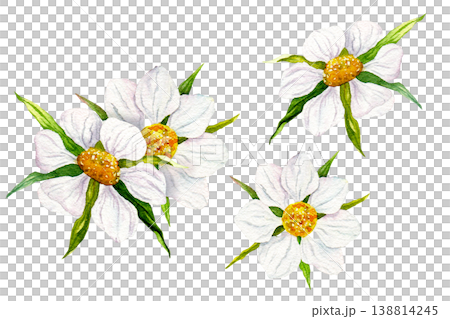 Watercolor strawberry blossom set with hand painted botanical flowers isolated as separate elements, delicate floral collection for textile, packaging, wallpaper, and surface design projects Watercolor strawberry blossom set with hand painted botanical flowers isolated as separate elements, delicate floral collection for textile, packaging, wallpaper, and surface design projects 138814245