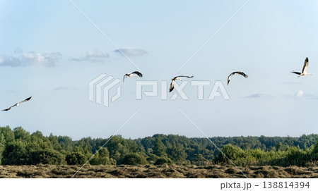 Flock of white storks (Ciconia ciconia) flying in a row over field of mown grass and green summer forest in the distance. 138814394