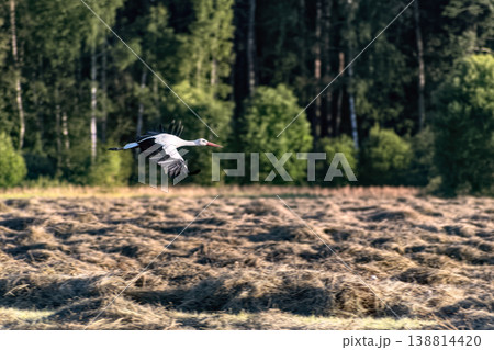 White stork (Ciconia ciconia) flying low over freshly mown hay field. 138814420