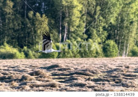 White stork (Ciconia ciconia) flying low over freshly mown hay field. White stork (Ciconia ciconia) flying low over freshly mown hay field. 138814439