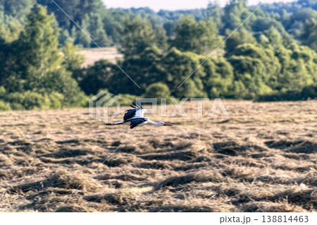 White stork (Ciconia ciconia) flying low over freshly mown hay field. 138814463