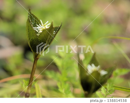 3月の雑木林にひっそりと咲いた小さな白い花「ヒトリシズカ(一人静)」 3月の雑木林にひっそりと咲いた小さな白い花「ヒトリシズカ(一人静)」 138814538