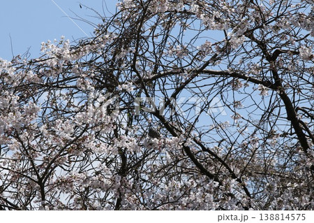 サクラの花の蜜を吸うヒヨドリ サクラの花の蜜を吸うヒヨドリ 138814575
