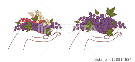 Human Hand Holding Fresh Blackcurrant and Mixed Garden Berries - Red, White and Black Currant with Leaves. Organic Farm Harvest and Healthy Nutrition. Isolated Vector Illustration 138814684