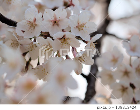 晴れた3月に咲いた美しいサクラの花「伊豆多賀紅(イズタガベニ)」 晴れた3月に咲いた美しいサクラの花「伊豆多賀紅(イズタガベニ)」 138815424