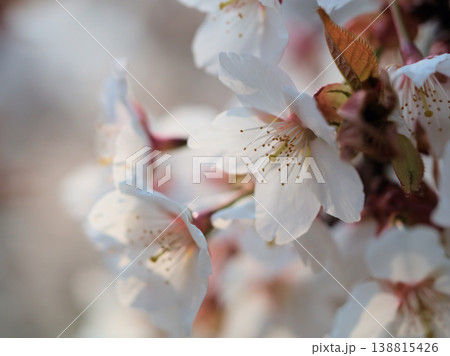 晴れた3月に咲いた美しいサクラの花「伊豆多賀紅（イズタガベニ）」 138815426