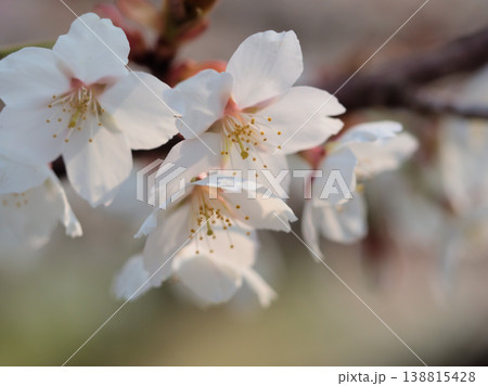晴れた3月に咲いた美しいサクラの花「伊豆多賀紅(イズタガベニ)」 晴れた3月に咲いた美しいサクラの花「伊豆多賀紅(イズタガベニ)」 138815428