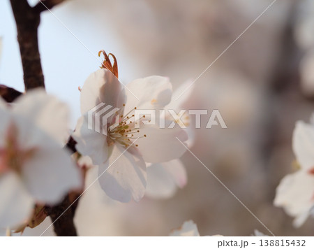 晴れた3月に咲いた美しいサクラの花「伊豆多賀紅(イズタガベニ)」 晴れた3月に咲いた美しいサクラの花「伊豆多賀紅(イズタガベニ)」 138815432