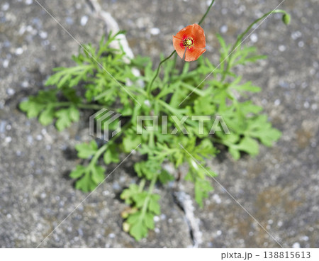 繁殖力が強い外来生物・ナガミヒナゲシ 138815613