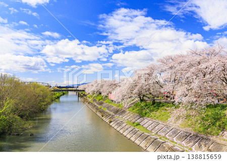 桜満開の墨俣一夜城と犀川堤の桜 138815659