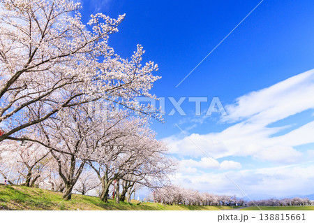 桜満開の墨俣一夜城と犀川堤の桜 138815661