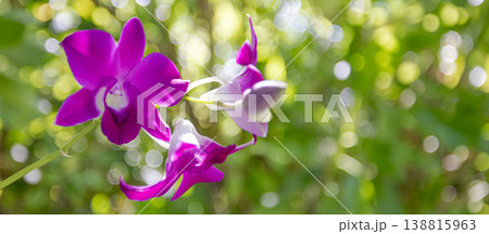 Picturesque purple orchid flowers vibrant tropical bloom natural sunlight botanical garden scene exotic floral background 138815963