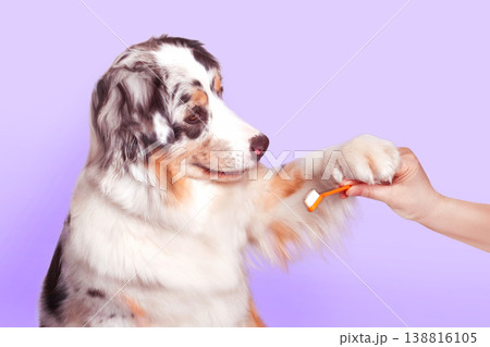 Aussie dog holds an orange toothbrush in paw along with a human hand. Oral hygiene, animal care lilac background close up photo Aussie dog holds an orange toothbrush in paw along with a human hand. Oral hygiene, animal care lilac background close up photo 138816105