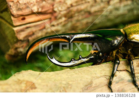 ヘラクレスオオカブトの頭部アップ 138816128