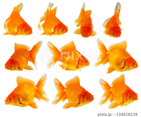 Oranda goldfish set isolated on white background close up Oranda goldfish set isolated on white background close up 138816239