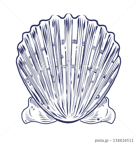 A hand-drawn vector illustration of a scallop. Perfect for beach decor and nautical-themed elements. Suitable for summer stationery designs, tableware, and fabric printing. 138816511