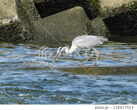 小魚を捕らえたアオサギ 小魚を捕らえたアオサギ 138817024