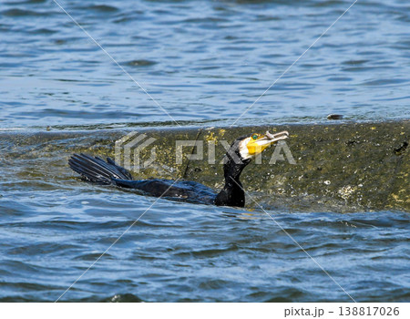 小魚を捕らえたカワウ 138817026