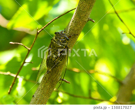 木に留まるクマゼミ 138817027