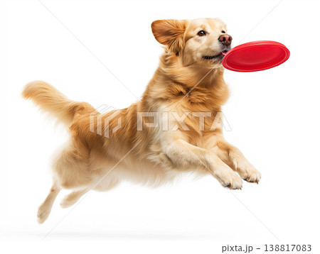 Golden retriever jumps with a red frisbee in its mouth over a white background. Bright studio lighting highlights the golden fur and red frisbee. Golden retriever jumps with a red frisbee in its mouth over a white background. Bright studio lighting highlights the golden fur and red frisbee. 138817083