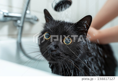 Black cat bathes in the bathroom sink. Water pours from the shower head as a hand washes the cat. 138817127