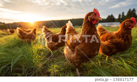Chickens on a sunlit farm field peck at the grass. Sunset glow lights the scene. Chickens on a sunlit farm field peck at the grass. Sunset glow lights the scene. 138817177
