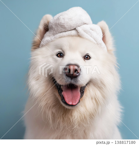 Samoyed dog wearing a towel on its head in a studio with a blue background. Cheerful bath time portrait with soft towel and warm light. 138817180