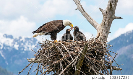 bald eagle feeds two eaglets in a large stick nest atop a dead tree in a mountain setting. soft daylight reveals detailed feathers and attentive posture creating a calm protective mood bald eagle feeds two eaglets in a large stick nest atop a dead tree in a mountain setting. soft daylight reveals detailed feathers and attentive posture creating a calm protective mood 138817285