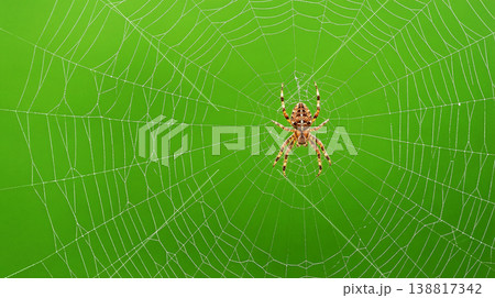 Orb weaver spider rests at the center of a dewy web against a green studio background. Soft light illuminates silk droplets and conveys a calm morning mood Orb weaver spider rests at the center of a dewy web against a green studio background. Soft light illuminates silk droplets and conveys a calm morning mood 138817342