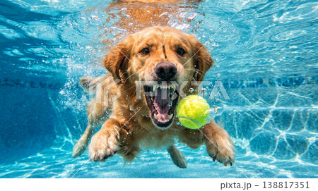 Golden retriever lunges underwater in a swimming pool. A bright tennis ball hovers near its open mouth as bubbles burst, creating a playful mood. Golden retriever lunges underwater in a swimming pool. A bright tennis ball hovers near its open mouth as bubbles burst, creating a playful mood. 138817351