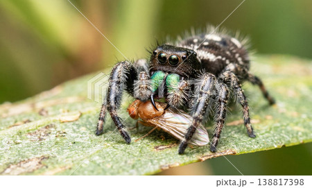 Jumping spider grips a small fly on a green leaf. Detailed view shows iridescent green chelicerae and dense hairs in soft daylight Jumping spider grips a small fly on a green leaf. Detailed view shows iridescent green chelicerae and dense hairs in soft daylight 138817398