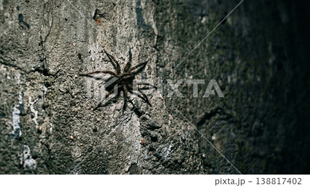 Wolf spider clings to a rough concrete wall in a dim corner. Side lighting casts deep shadows and creates a tense mood. 138817402