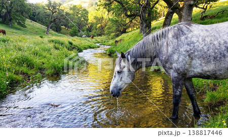 A gray horse drinks from a shallow creek in a grassy meadow. Sunlit oaks and rolling hills create a peaceful late afternoon mood. A gray horse drinks from a shallow creek in a grassy meadow. Sunlit oaks and rolling hills create a peaceful late afternoon mood. 138817446
