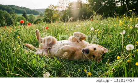 Golden retriever rolls on its back in a sunlit wildflower meadow. Dandelions and poppies surround the dog in warm sunlight and create a playful mood 138817457