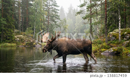 Bull moose wades through a misty forest lake. Antlers are raised and droplets fall from its muzzle in soft morning light. Bull moose wades through a misty forest lake. Antlers are raised and droplets fall from its muzzle in soft morning light. 138817459