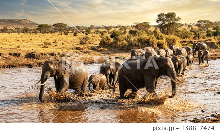 african elephant herd crosses a shallow river in golden savanna. calves splash through muddy water in warm late afternoon light 138817474