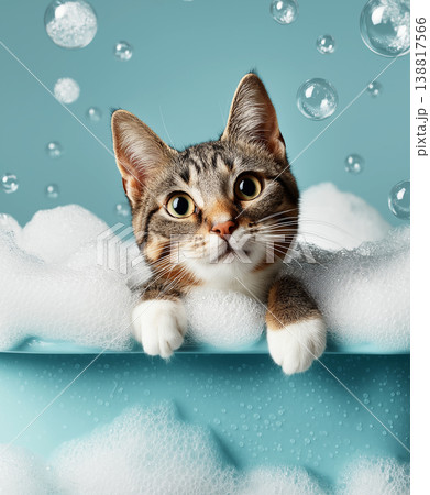 Cat leans over bubbles in a blue bathtub. Bright lighting and bubbles create a playful bath time mood. Cat leans over bubbles in a blue bathtub. Bright lighting and bubbles create a playful bath time mood. 138817566