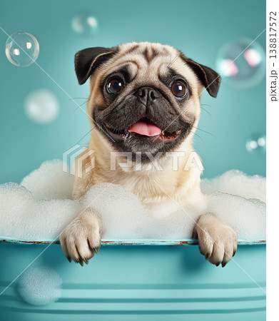 Pug in a blue bathtub splashes among bubbles. Bright studio lighting highlights the pug's joyful expression. Pug in a blue bathtub splashes among bubbles. Bright studio lighting highlights the pug's joyful expression. 138817572