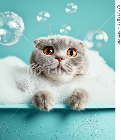 Scottish fold kitten bathes in a bubble bath in a turquoise bathtub. Bubbles rise around the cat. Scottish fold kitten bathes in a bubble bath in a turquoise bathtub. Bubbles rise around the cat. 138817575