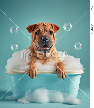 Dog in a blue bathtub filled with bubbles. Bubbles float around the dog against a teal background. Dog in a blue bathtub filled with bubbles. Bubbles float around the dog against a teal background. 138817576