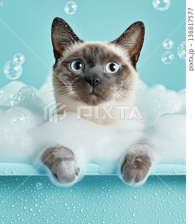 Siamese cat soaks in a bubble bath in a bathtub. Bright turquoise background and bubbly foam create a playful scene. Siamese cat soaks in a bubble bath in a bathtub. Bright turquoise background and bubbly foam create a playful scene. 138817577