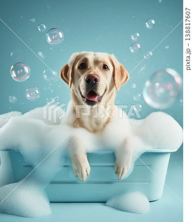 Labrador retriever soaking in a bubble bath in a blue tub. Bubbles drift around as foam coats the tub in a bright studio. Labrador retriever soaking in a bubble bath in a blue tub. Bubbles drift around as foam coats the tub in a bright studio. 138817607
