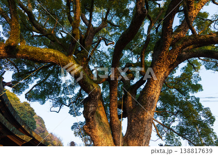 冬の瀬戸内　広島県尾道市　早朝の艮神社 138817639