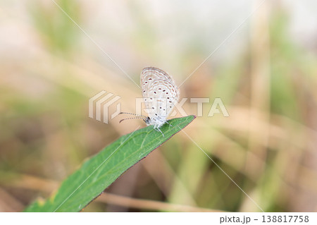 Close up of small butterfly on green leaf Close up of small butterfly on green leaf 138817758