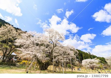 根尾谷淡墨桜 根尾谷淡墨桜 138817799