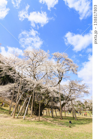 根尾谷淡墨桜 根尾谷淡墨桜 138817803
