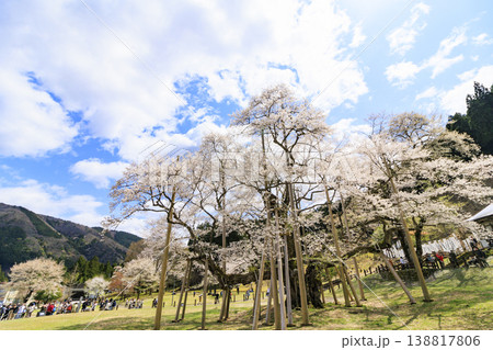 根尾谷淡墨桜 138817806